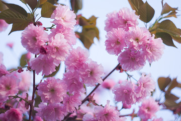 Branch of a blossoming sakura in the spring.