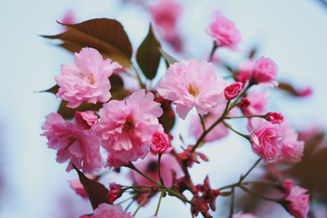 Branch of a blossoming sakura in the spring.