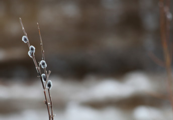 spring came too early
