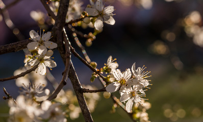 White Plum Tree Blossoms in Spring in Northern Europe