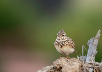 Closeup of a crested Lark at Buri farm, Bahrain