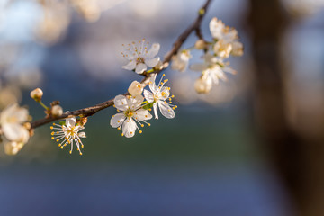 White Plum Tree Blossoms in Spring in Northern Europe