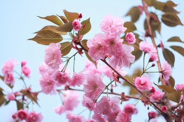 Branch of a blossoming sakura in the spring.