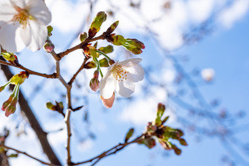 桜の花　クローズアップ