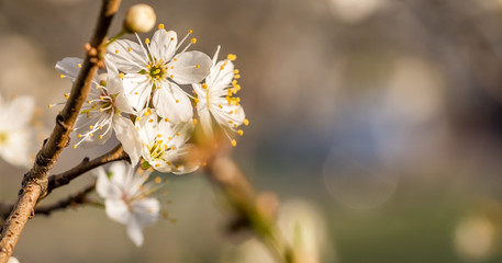 White Plum Tree Blossoms in Spring in Northern Europe