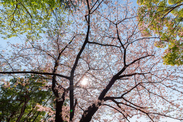 桜の樹木　 見上げる