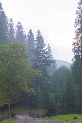 coniferous trees on the background of mountains