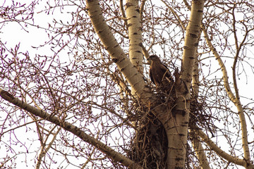 bird of prey, life in the city
