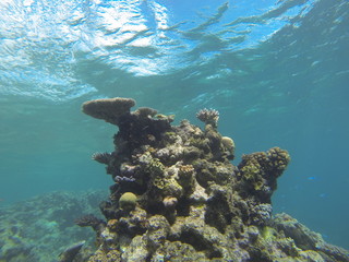 corail Australie barrière 