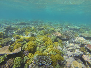 corail Australie barrière 