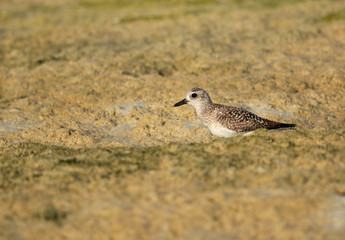 Grey plover during low tide at Busaiteen coast of Bahrain