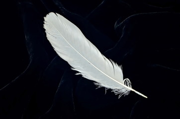 Birds feathers on a black velvet background, close-up