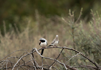 A pair of Namaqua Dove at Buri Farm, Bahrain