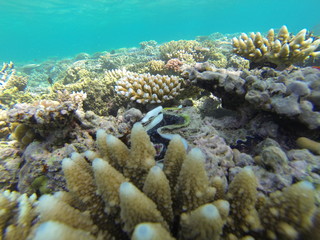 Fototapeta na wymiar corail Australie barrière 