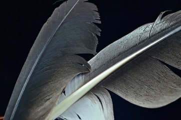 Birds feathers on a black velvet background, close-up