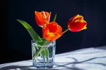 Red tulips in a glass with water in the sunlight closeup.