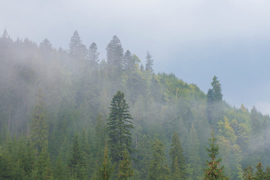 forest in the mountains in a haze against the sky © Serhii Holdin