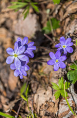 Macro Photograph of Small Purple Wildflowers in a Forest in Spring