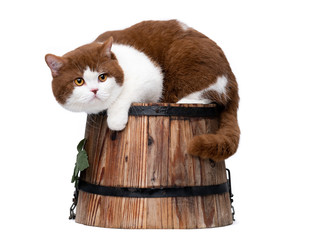 Rare color British cat sitting in a wooden bucket isolated on white studio background. Very high quality.