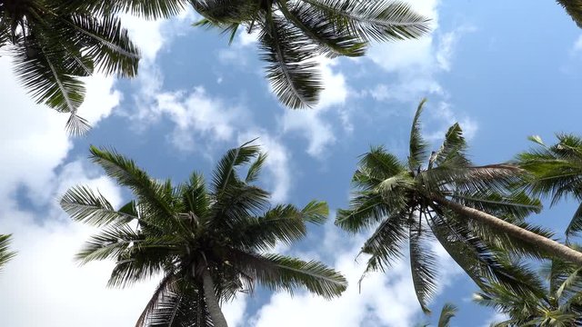 View of palm trees with waving green leaves on blue sunny sky background Low angle view of tropical palm trees leaves moving by wind