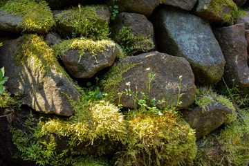 Mossy old stone wall