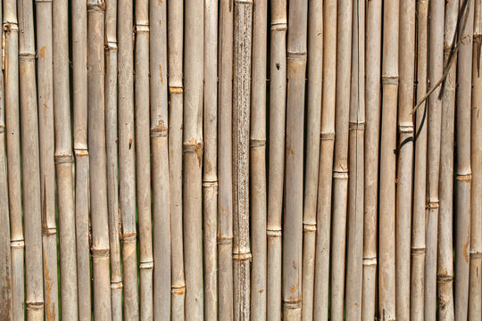 bamboo background texture. Wooden background
