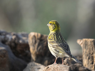  Serinus serinus. Verdecillo ave en libertad. Vida salvaje
