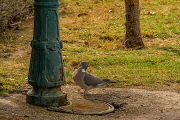 pigeon posing in front of the foot of a lamppost. Three Cantos. Madrid