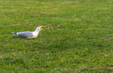 Seagull On the Grass Cawing