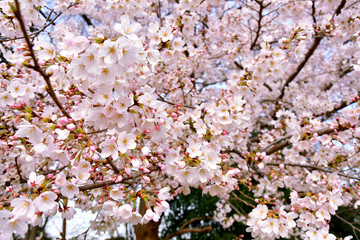 ソメンヨシノ　桜
