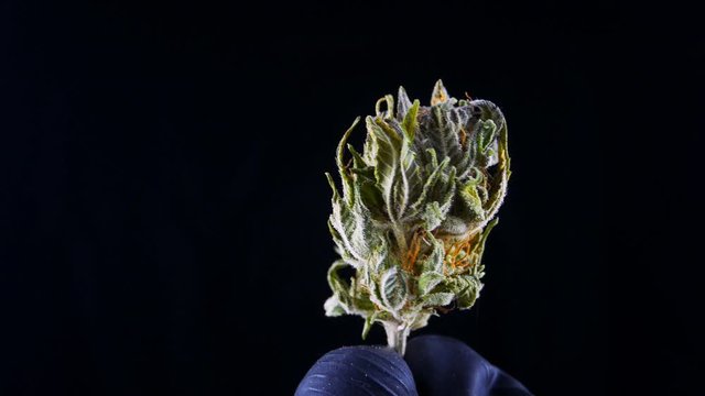 Medical marijuana closeup on a black background.Holds the hemp cone.