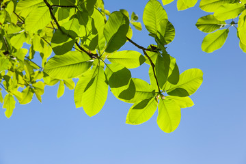 spring magnolia leaves against a blue sky background