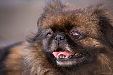 Fluffy Pekingese dog with a sticking out tongue in nature.