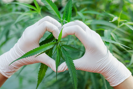 Marijuana Heart Images – Browse 12,011 Stock Photos, Vectors, and Video | Adobe Stock