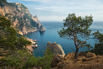 Crimean pine