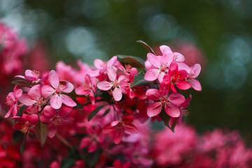 Branch of a blossoming яблони in the spring.