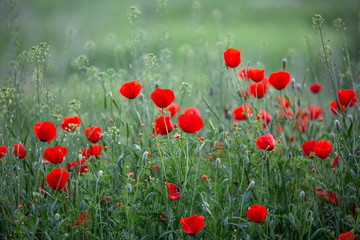 Allphotokz Poppy 20130517 2953 5DM3 S