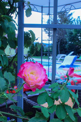 roses in the garden