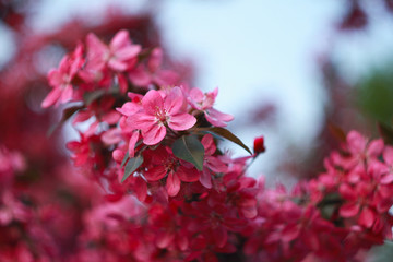 Branch of a blossoming яблони in the spring.