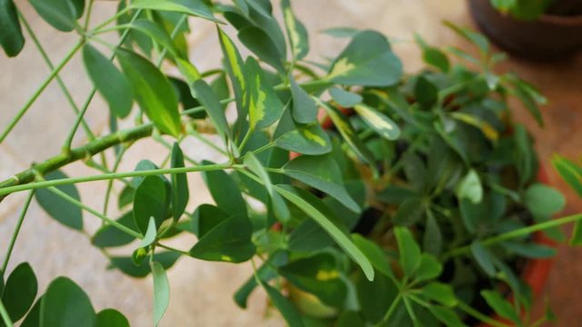 Camera moves along big evergreen plant Schefflera with green leaves and brown pot in a winter garden