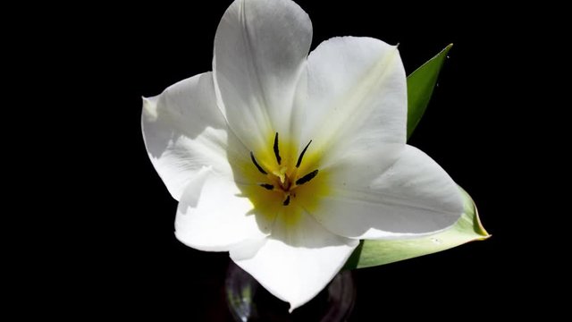 Time-lapse shot of white developing tulip flower movie on black background
