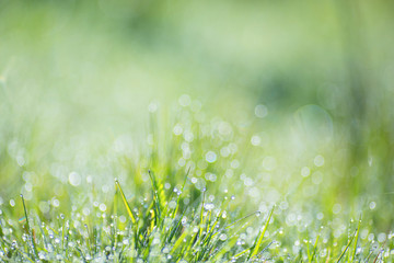 Blurred green background image with elements of round glowing bokeh. Nature background, green grass, dew, bokeh.