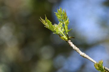Ash leaves sprouting