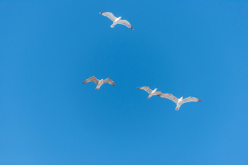 Flock of Seagulls Flying in a Clear Blue Sky