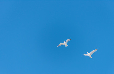 Seagulls Flying in a Clear Blue Sky