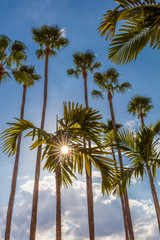 Sun burst though palm trees against a blue sky along the Tampa Riverwalk in Tampa Florida in the United States