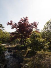 Fototapeta na wymiar Jardines Kenrokuen, en Kanazawa, Japón