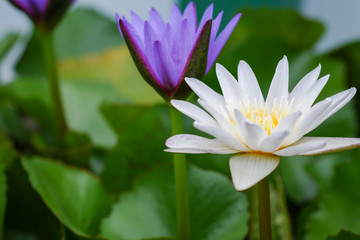 Fototapeta premium Purple and white lotus flower blooming on a pond with green leaf around.