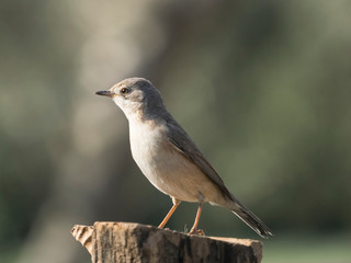 Sylvia communis.  Curruca zarcera en libertad