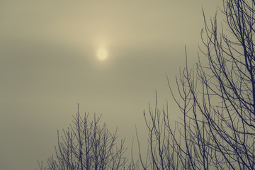 The sun at dawn on a cold cloudy morning. Early spring. The branches of the trees in a blur. Toning.